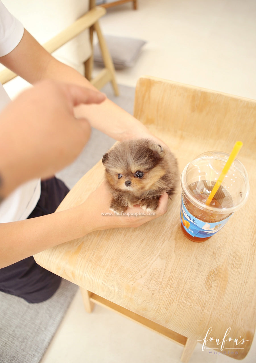 BonBon - Pomeranian F.