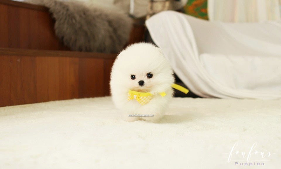 BonBon - Pomeranian M.