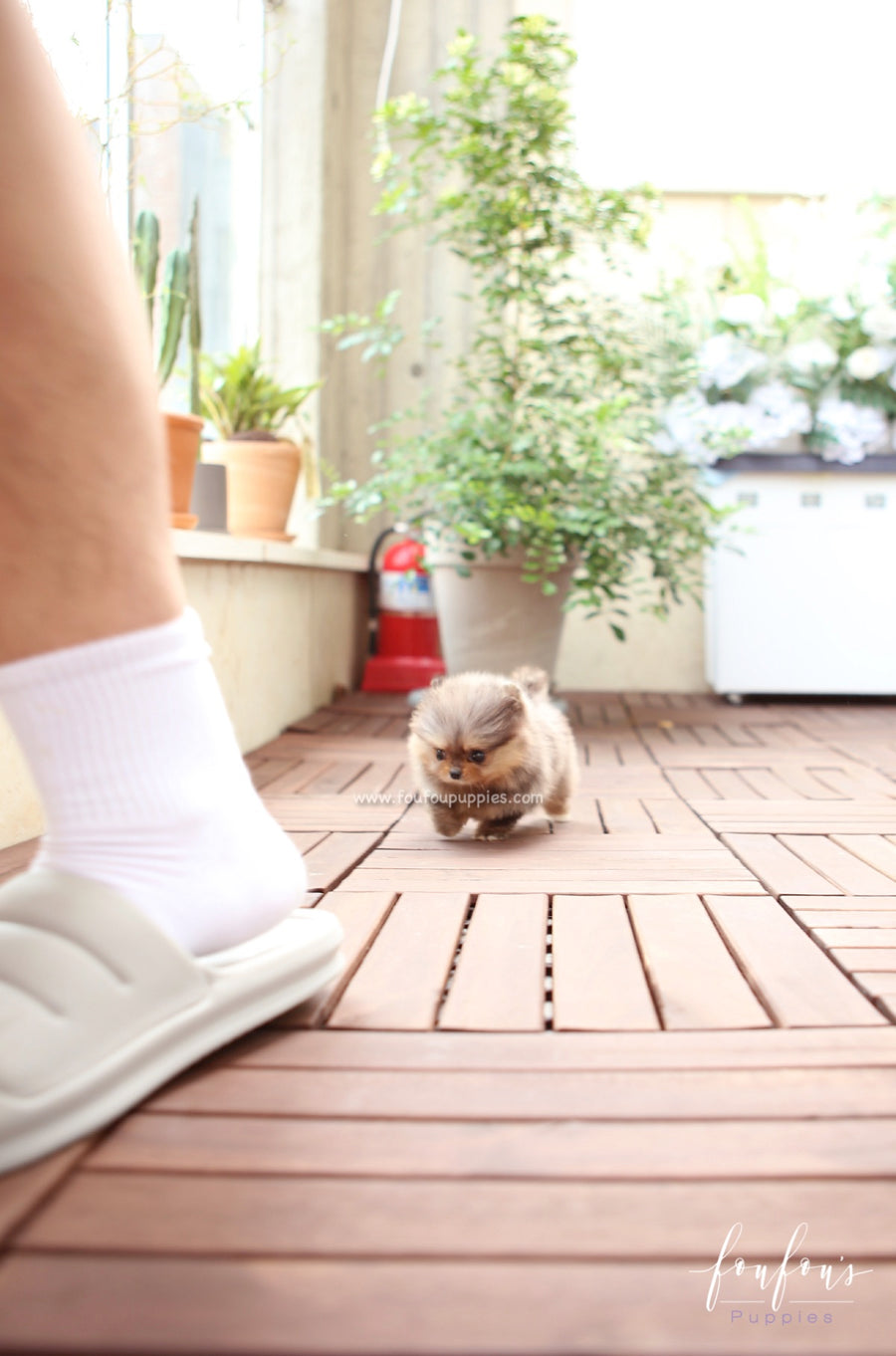 BonBon - Pomeranian F.