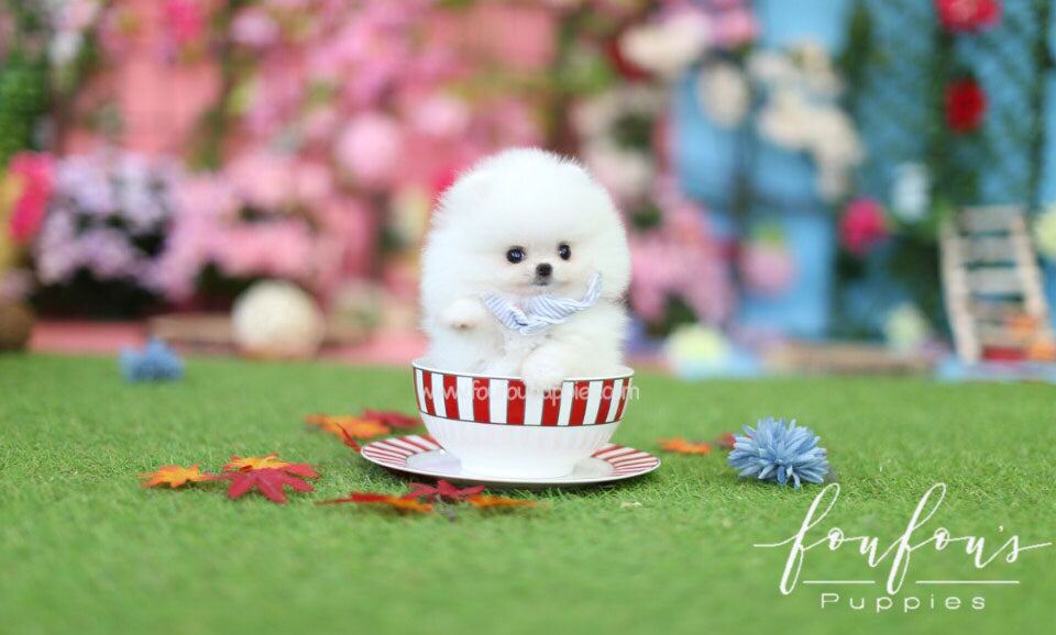 Boo-Pomeranian M.