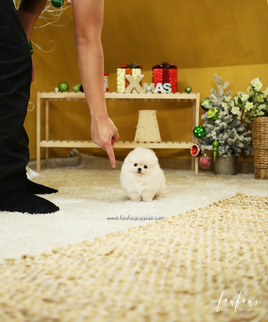 BooBear - Pomeranian M.