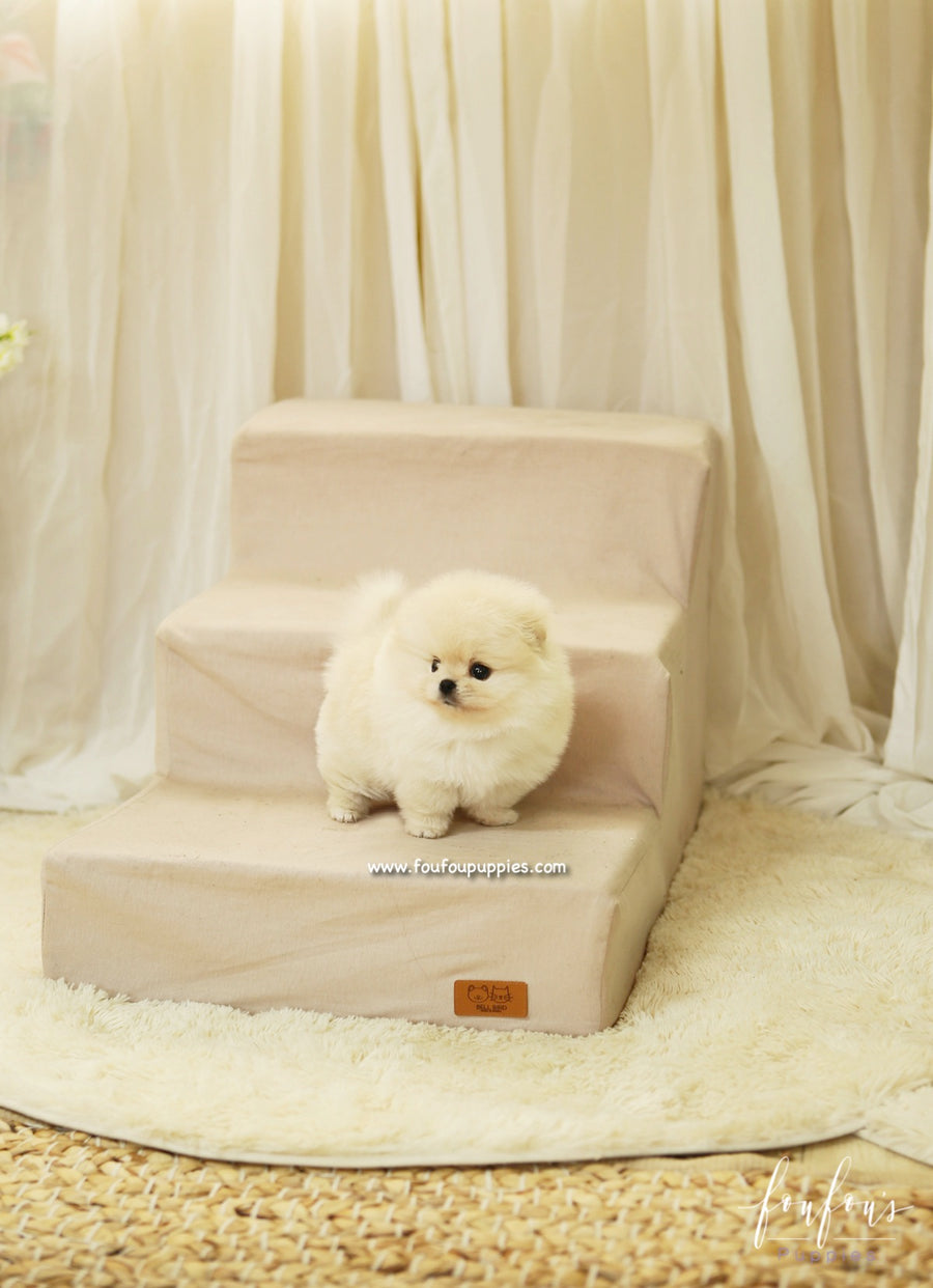 BooBear - Pomeranian M.