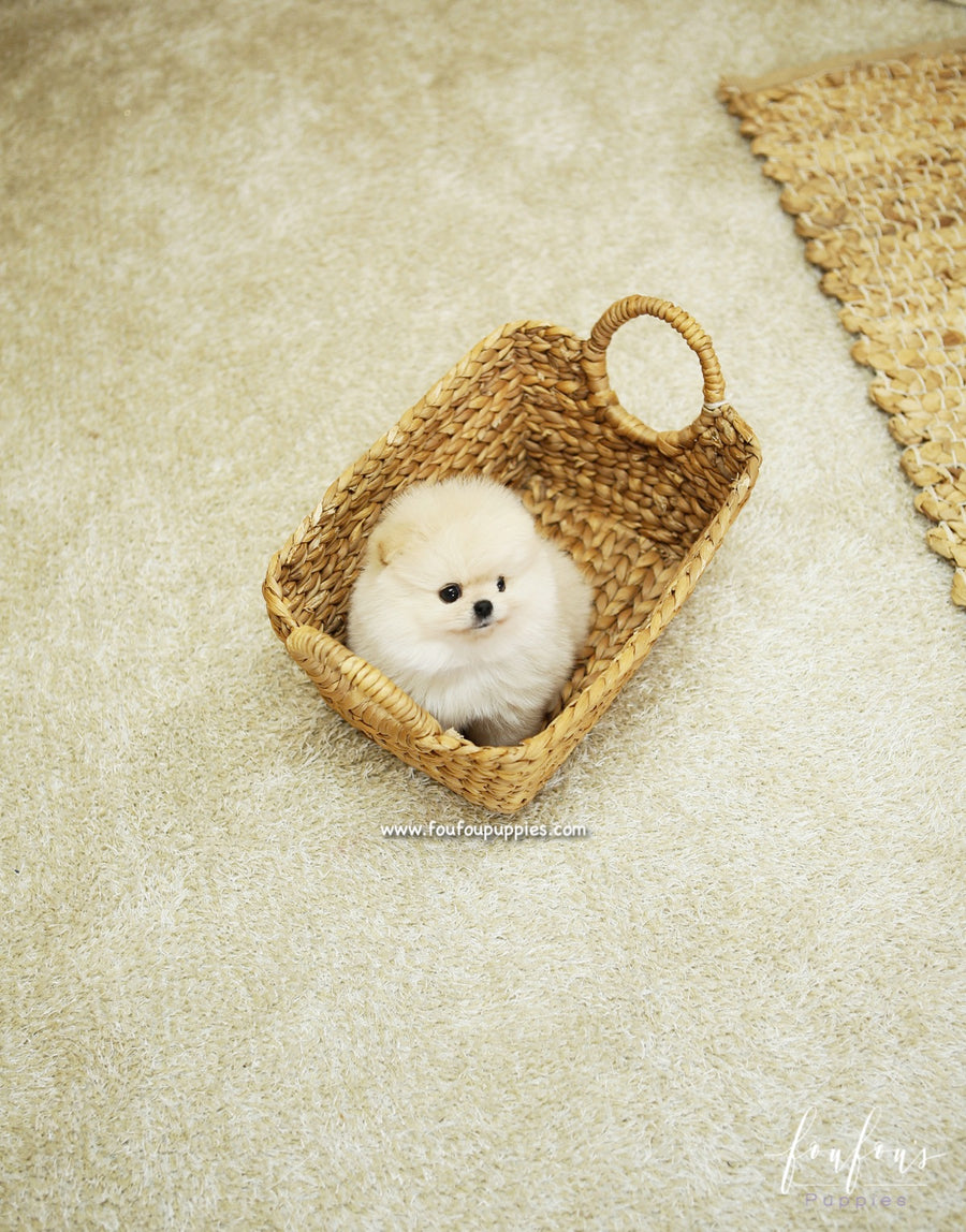 BooBear - Pomeranian M.