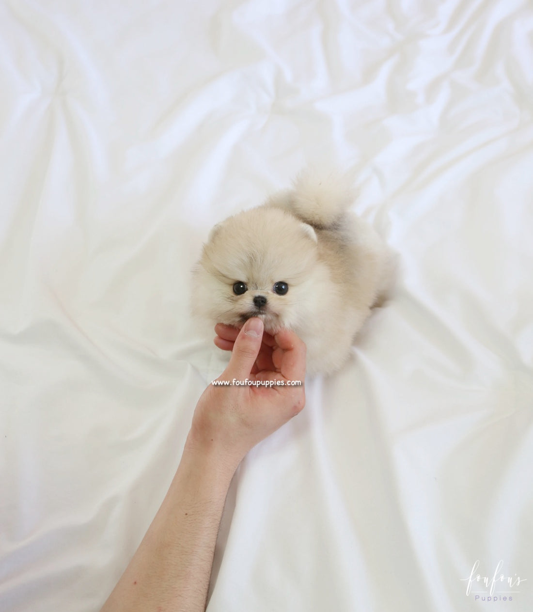 Bubba - Pomeranian M.