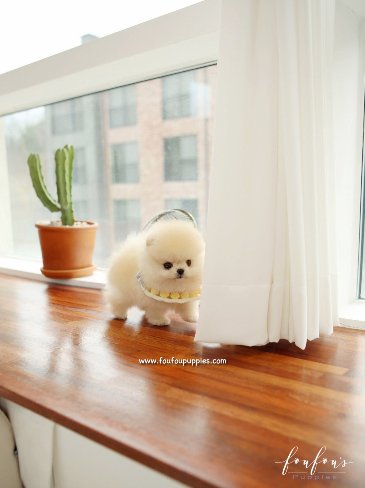 Honey - Pomeranian F.