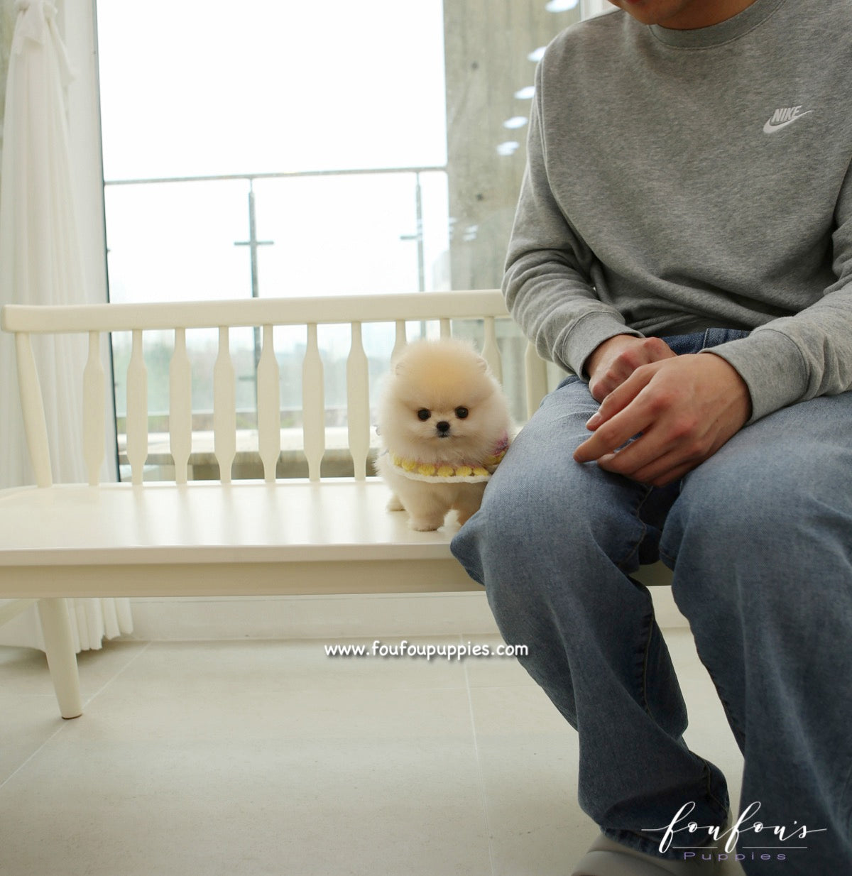 Honey - Pomeranian F.