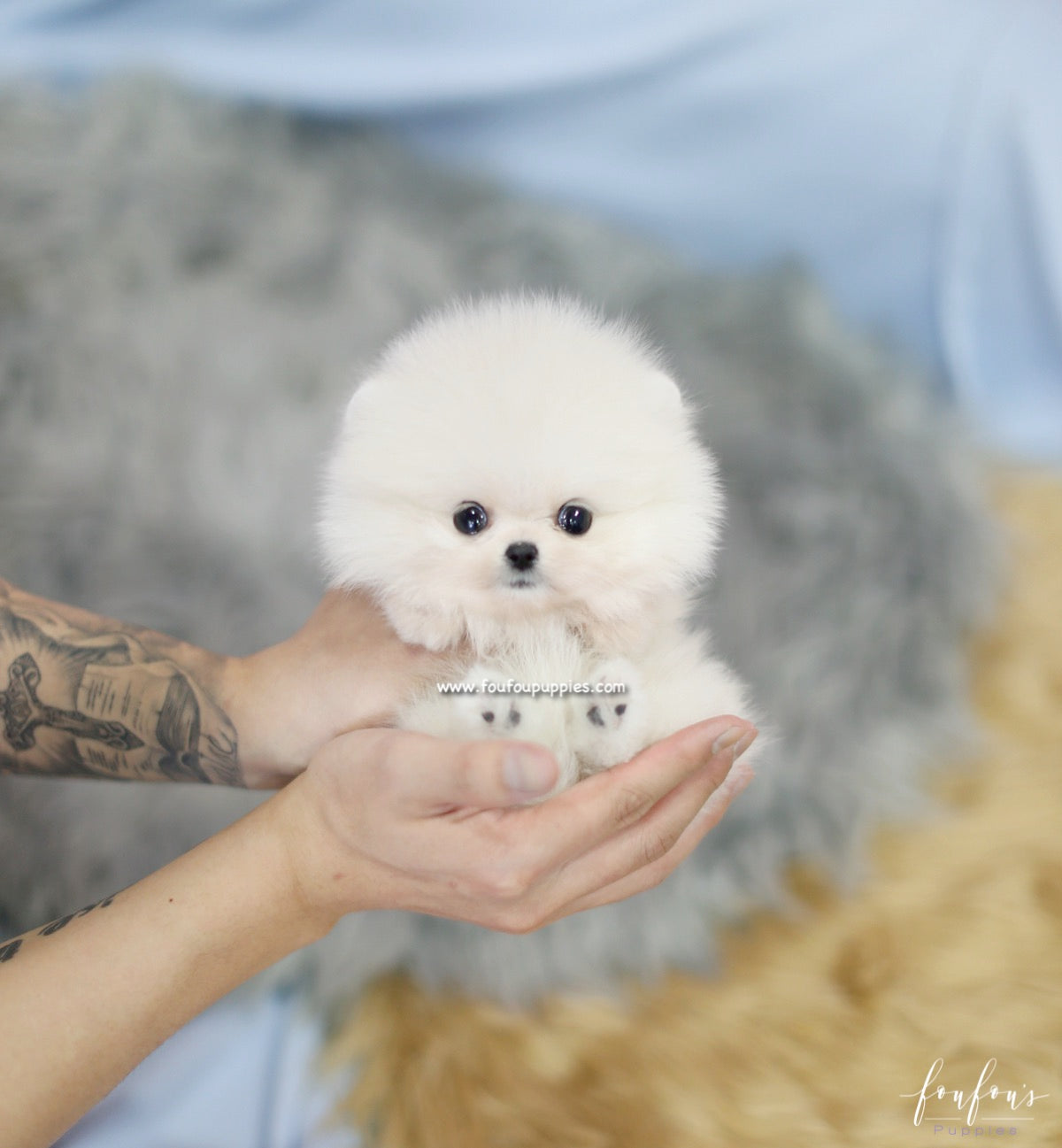 Mogli - Pomeranian M.