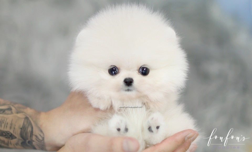 Mogli - Pomeranian M.