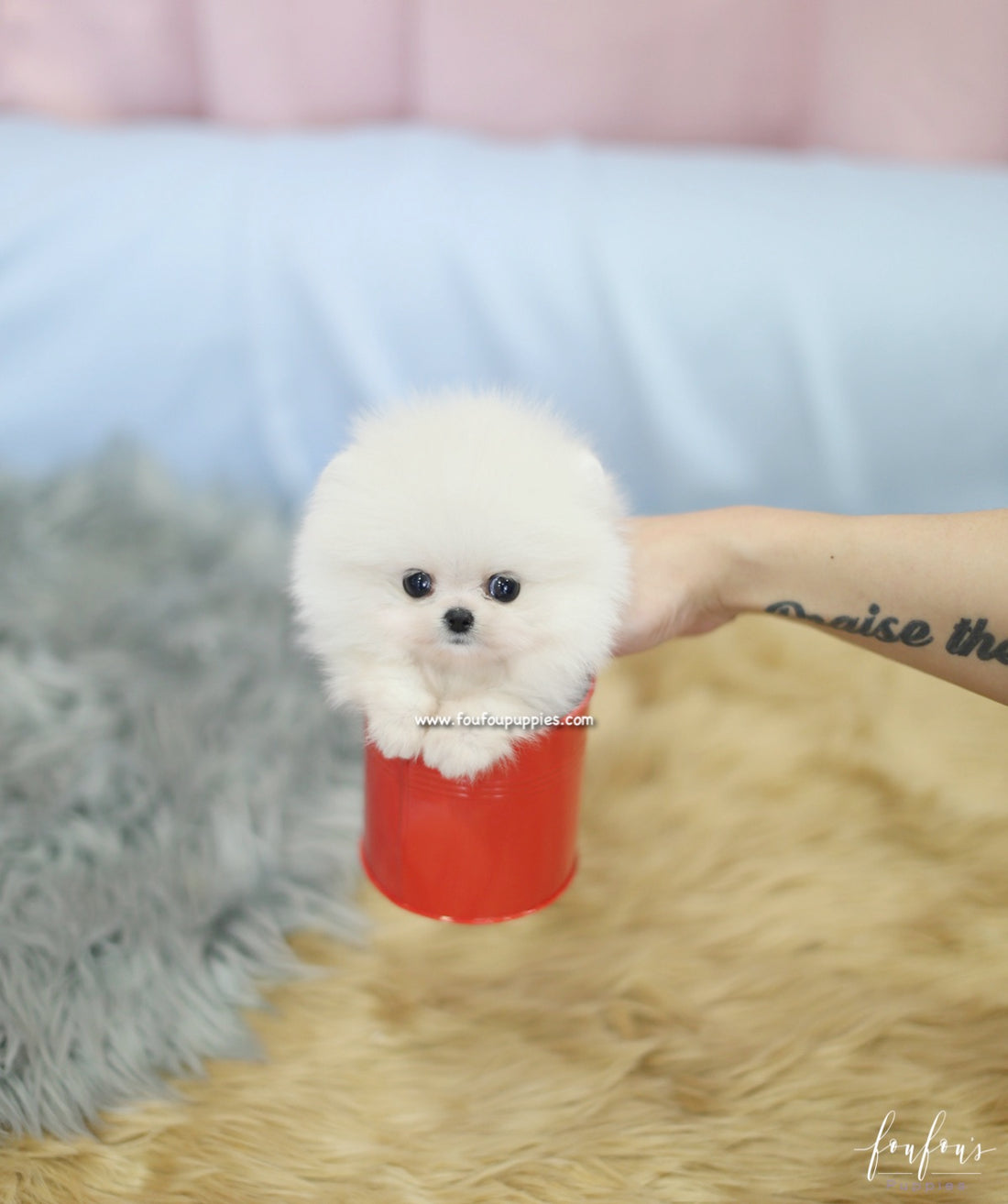 Mogli - Pomeranian M.