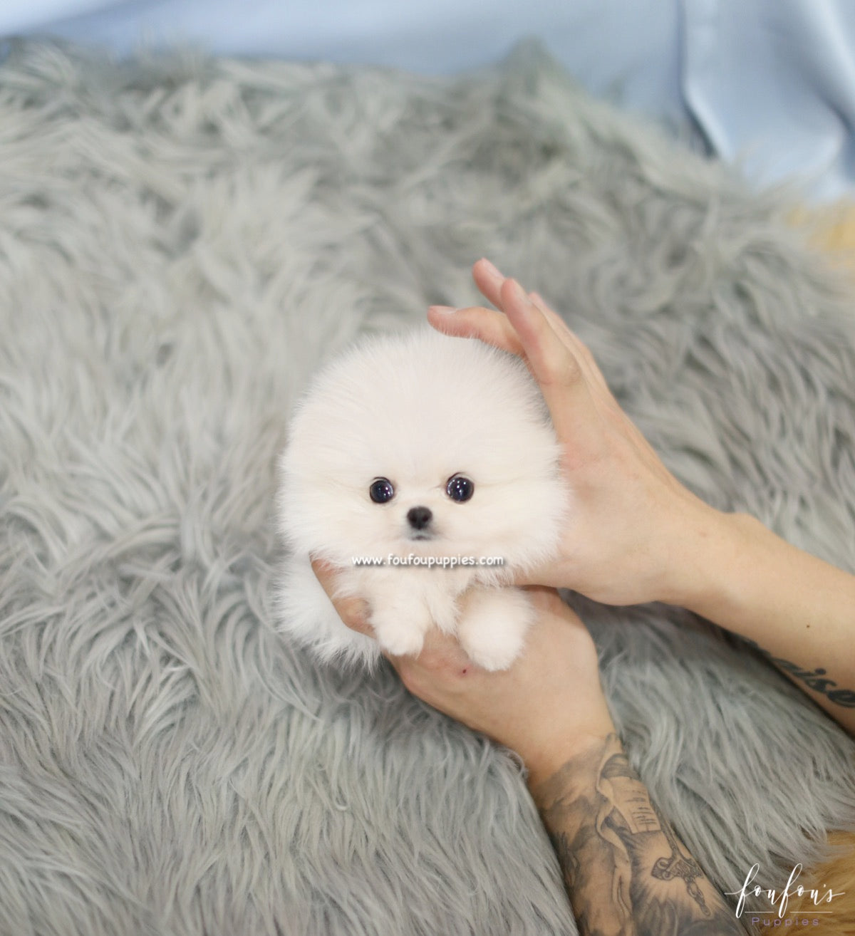 Mogli - Pomeranian M.