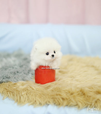 Mogli - Pomeranian M.