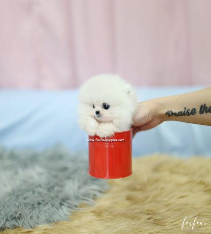 Mogli - Pomeranian M.