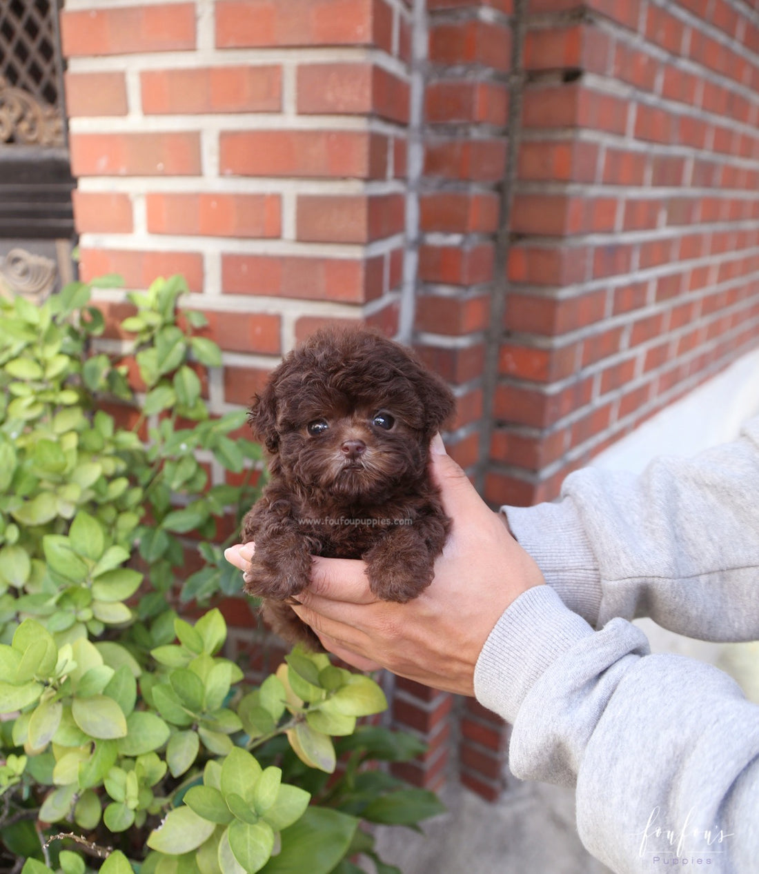 Hershey - Poodle M.