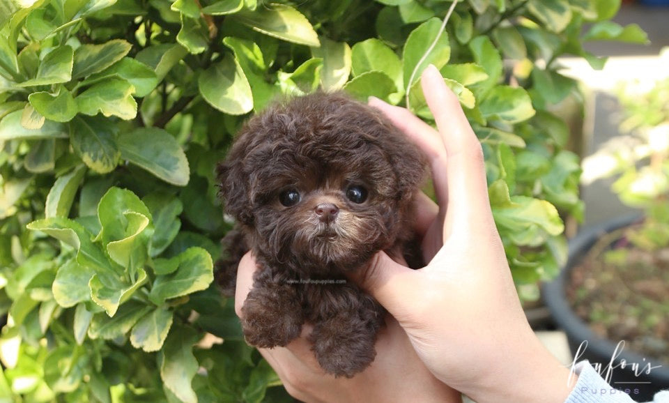 Hershey - Poodle M.