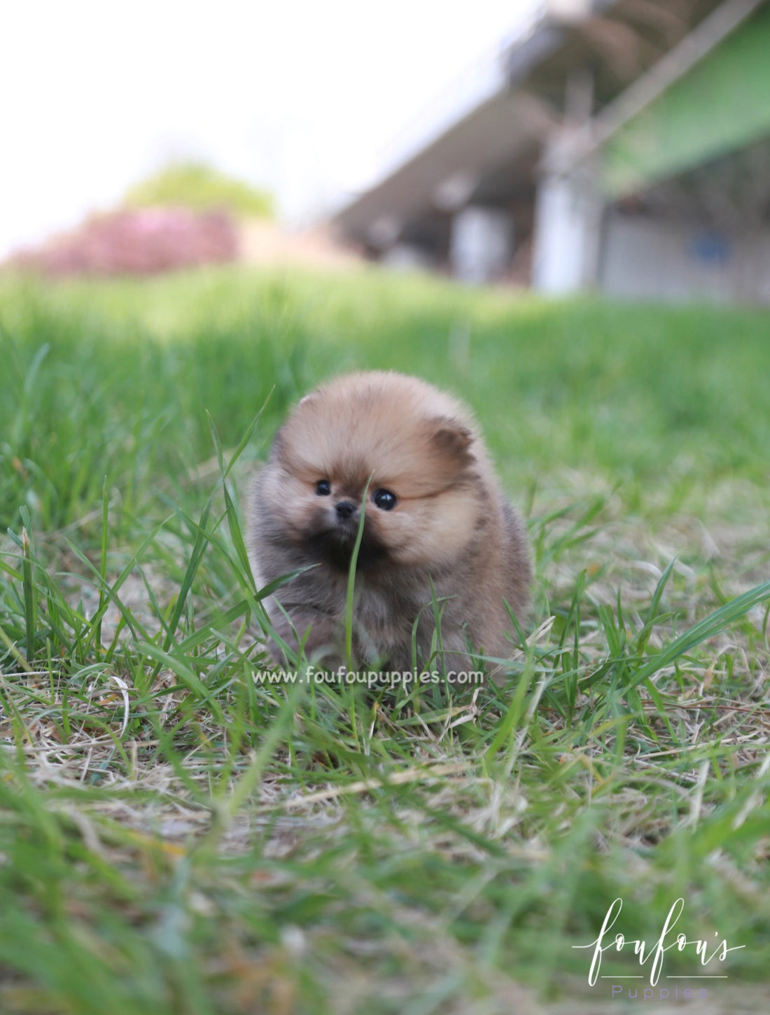 Bear - Pomeranian M.