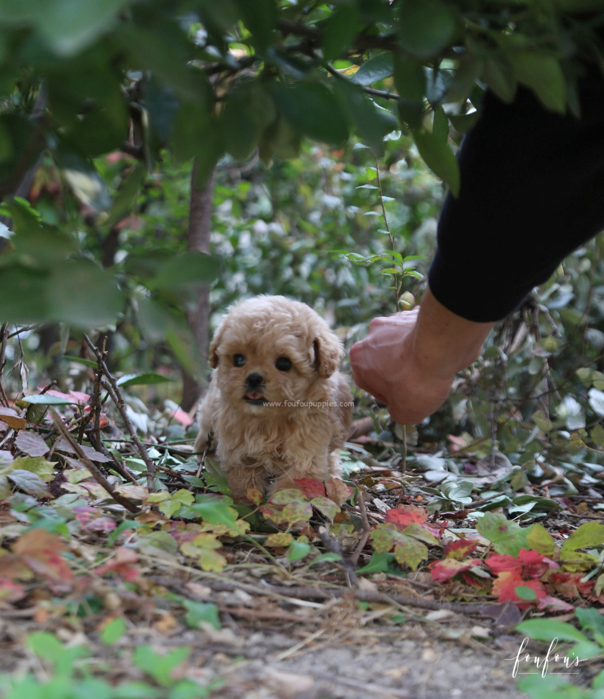 Belle - Poodle F.