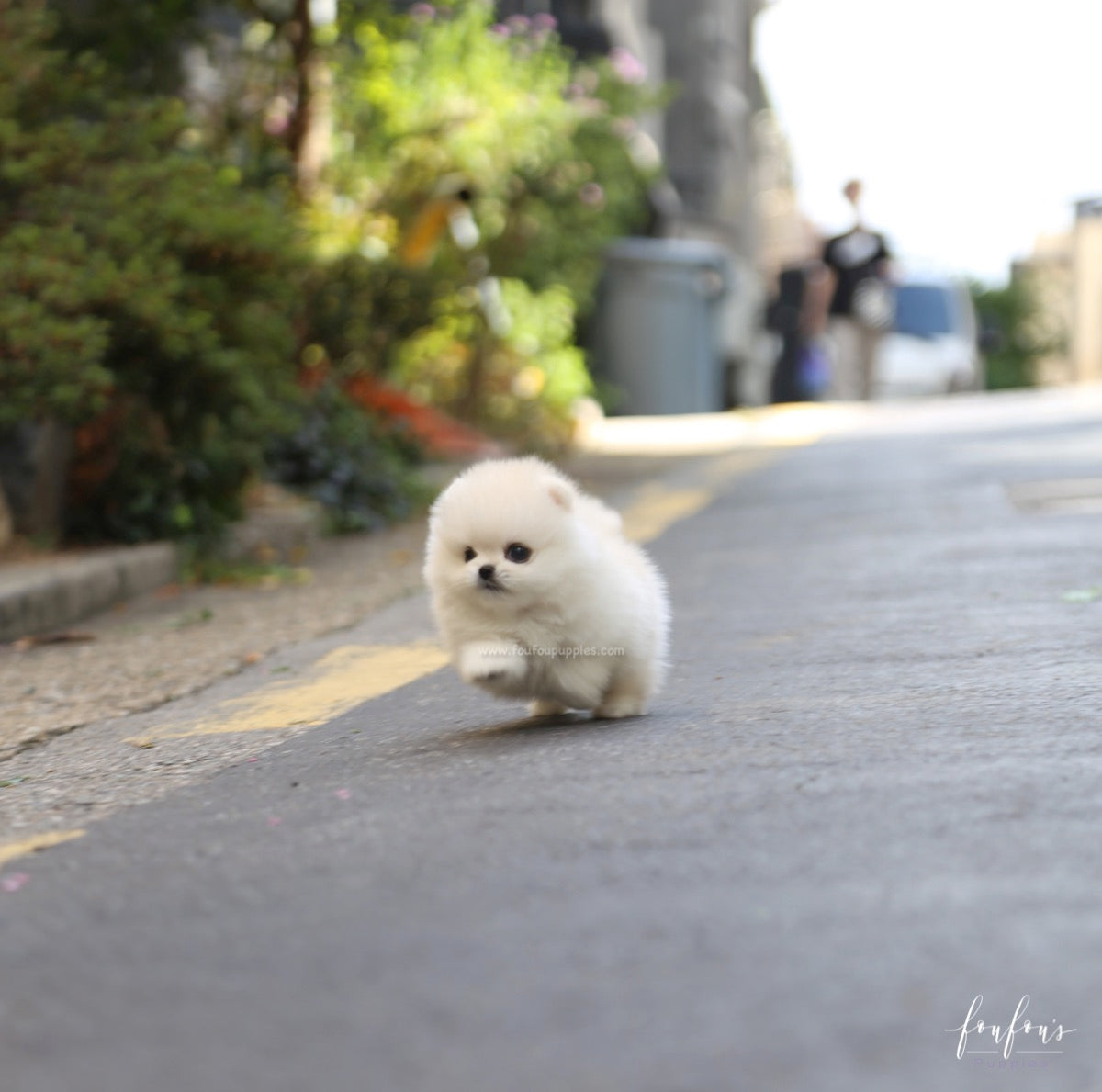 Yoshi - Pomeranian M.