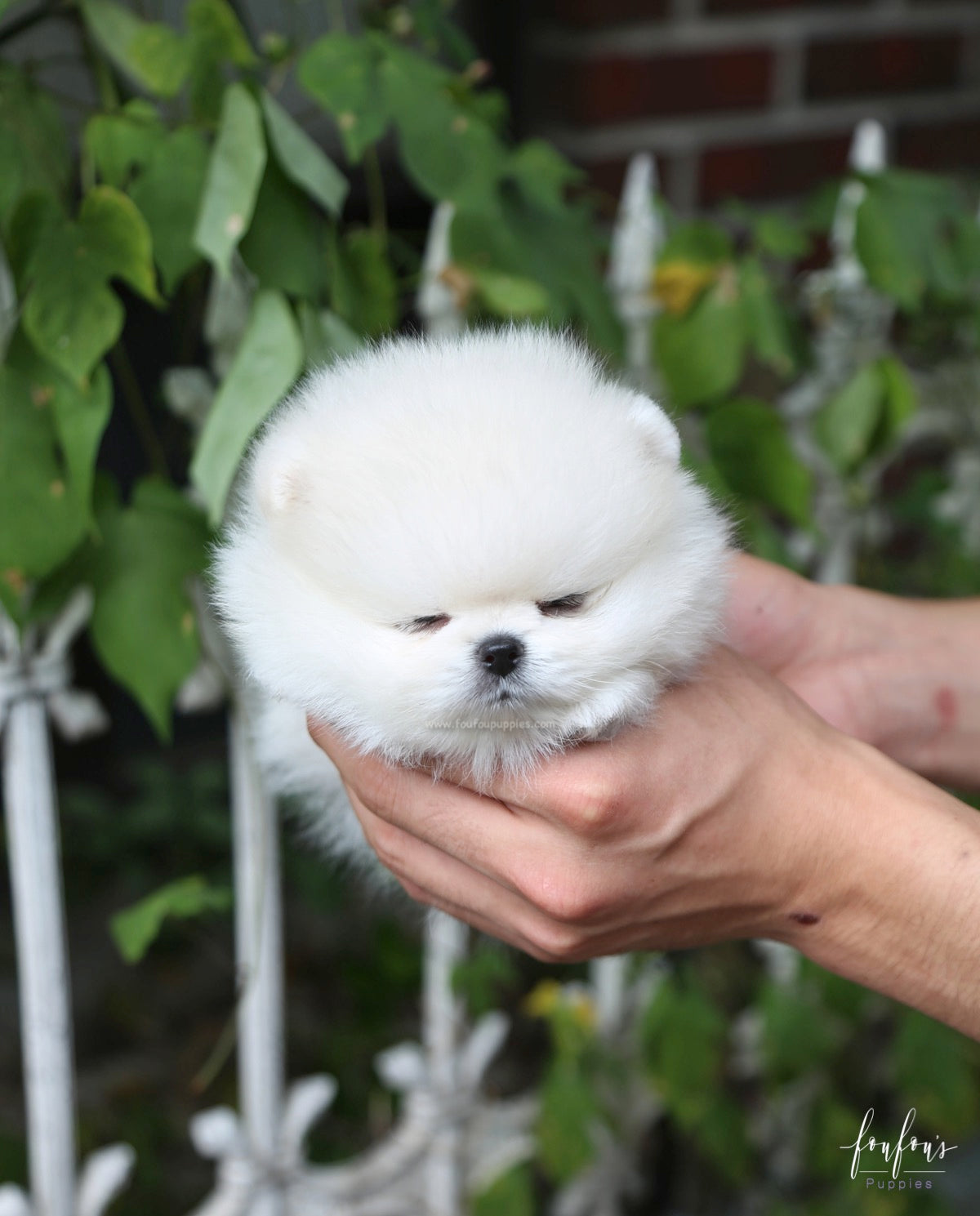 Yoshi - Pomeranian M.