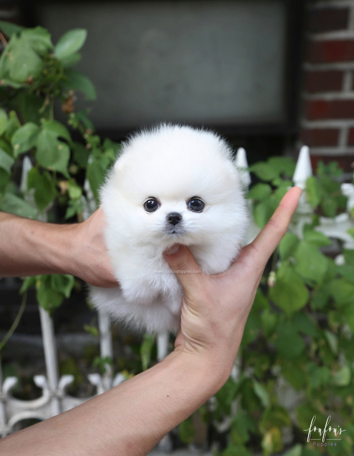 Yoshi - Pomeranian M.