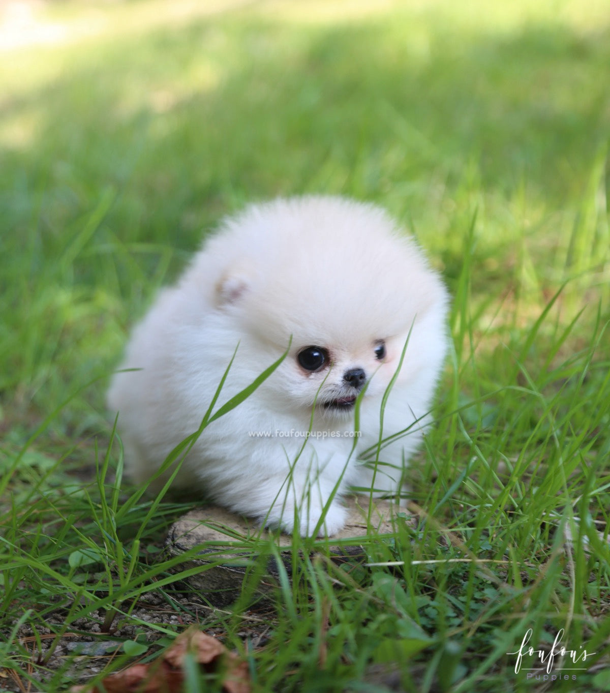 Hermes - Pomeranian M.