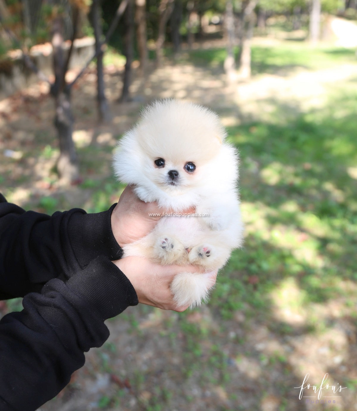 Hermes - Pomeranian M.