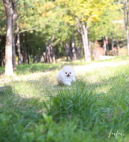 Hermes - Pomeranian M.