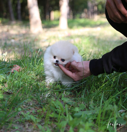 Hermes - Pomeranian M.