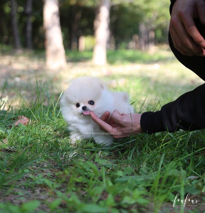 Hermes - Pomeranian M.