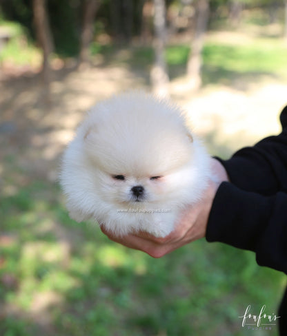 Hermes - Pomeranian M.