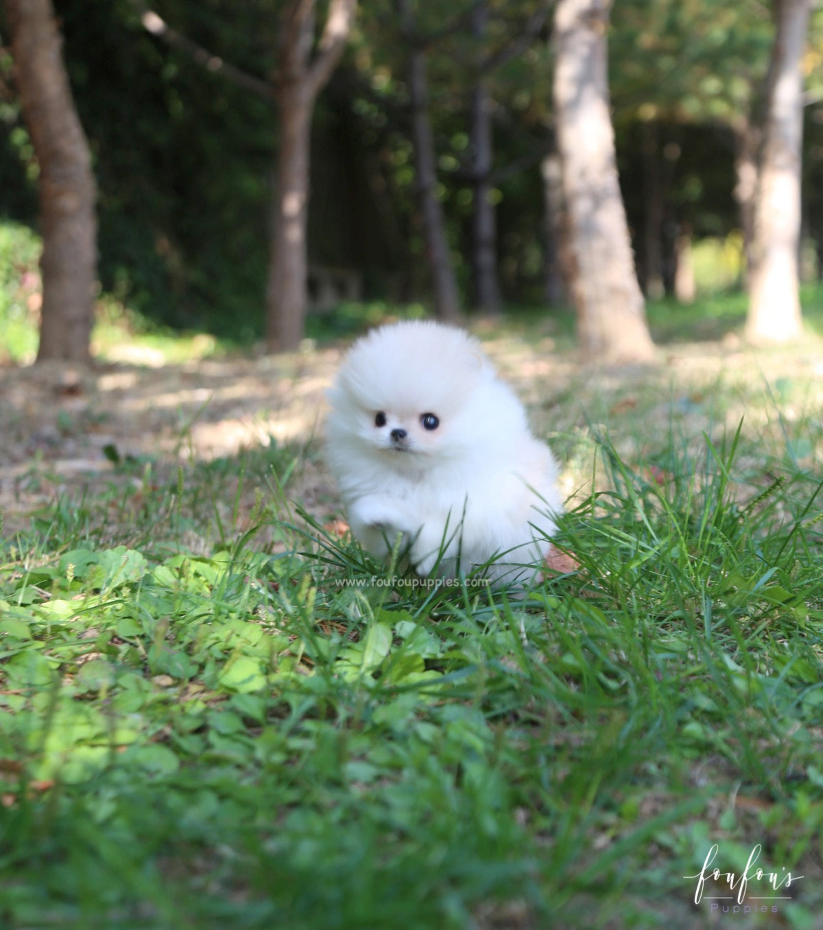 Hermes - Pomeranian M.