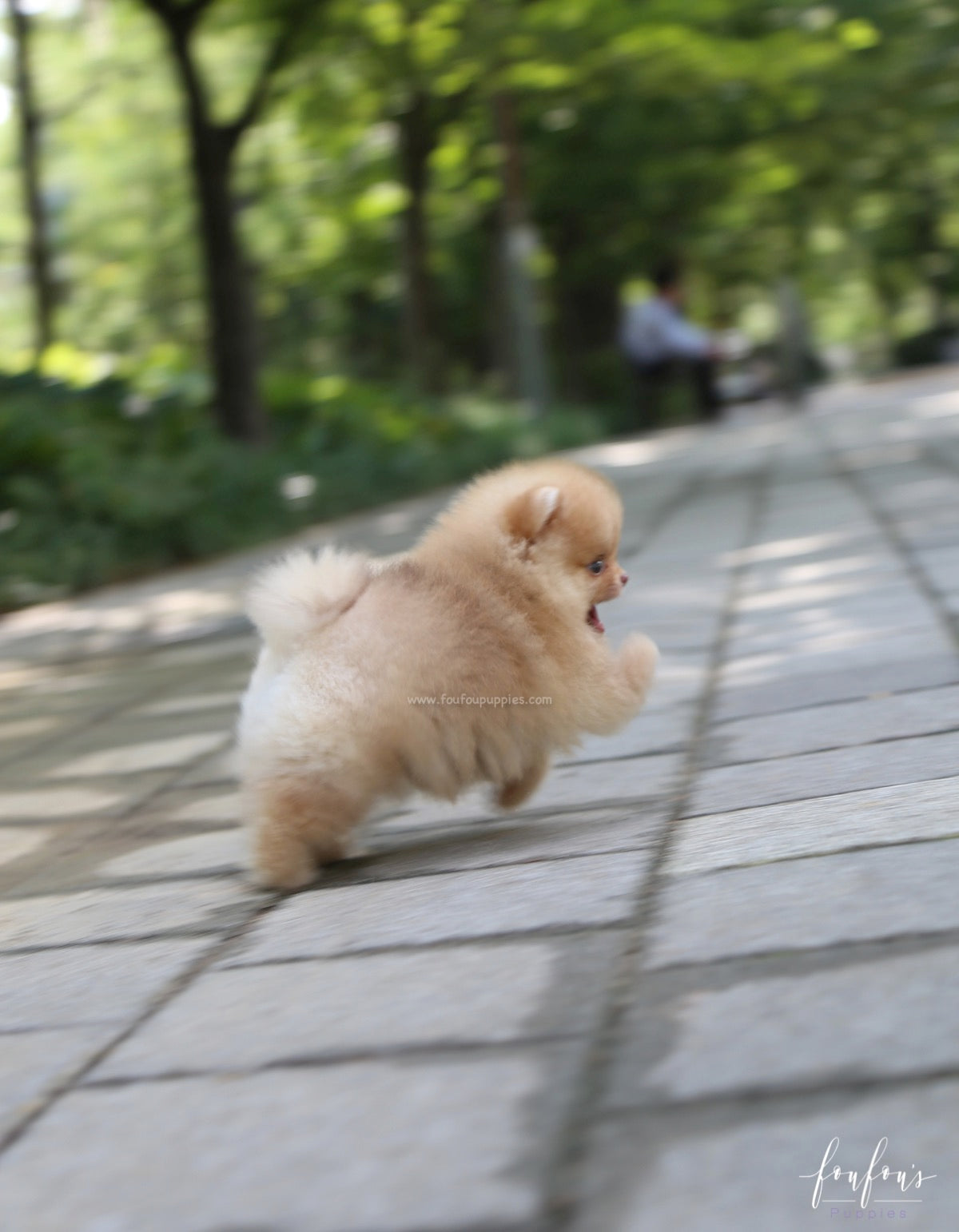 Bear - Pomeranian M.