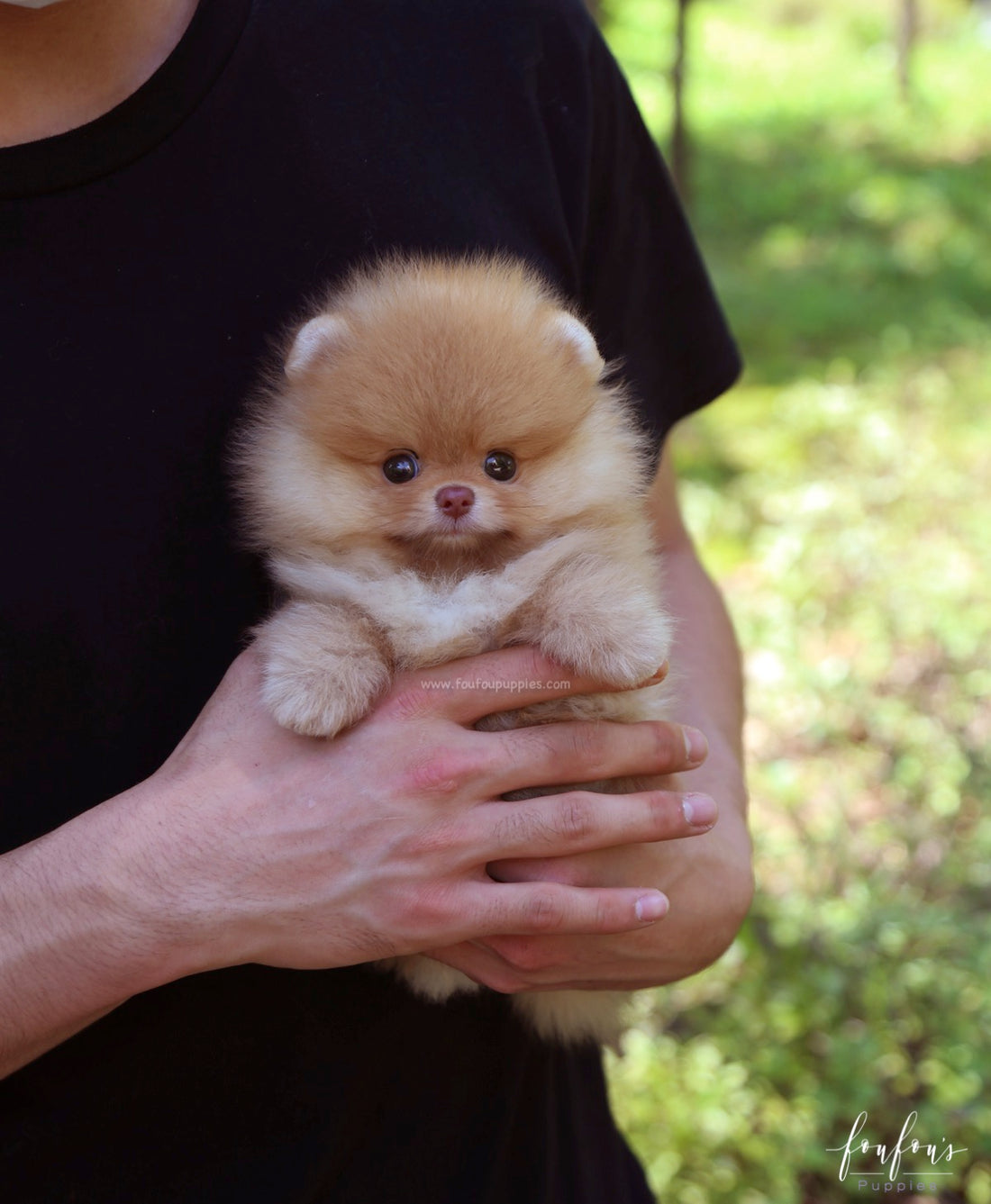 Bear - Pomeranian M.