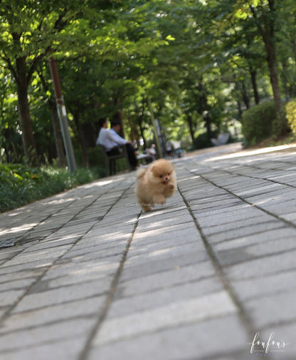 Bear - Pomeranian M.