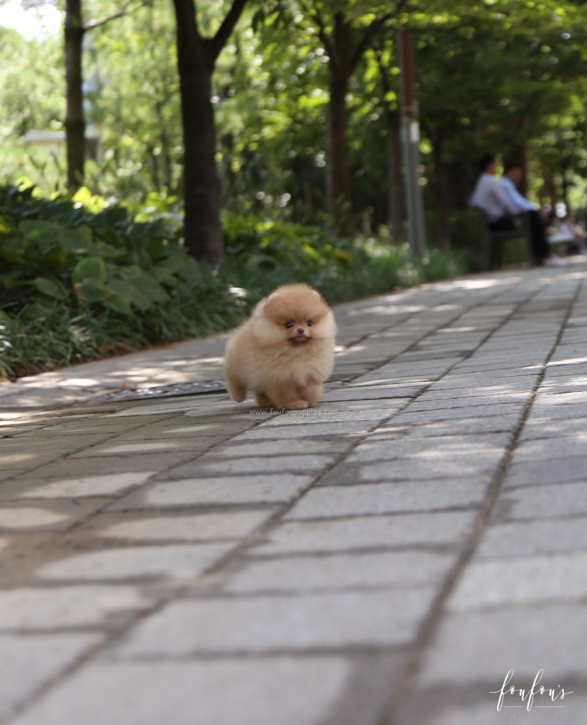 Bear - Pomeranian M.