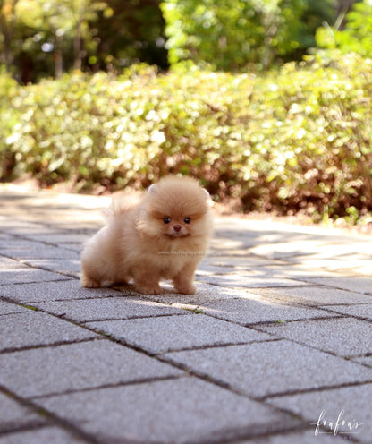 Bear - Pomeranian M.