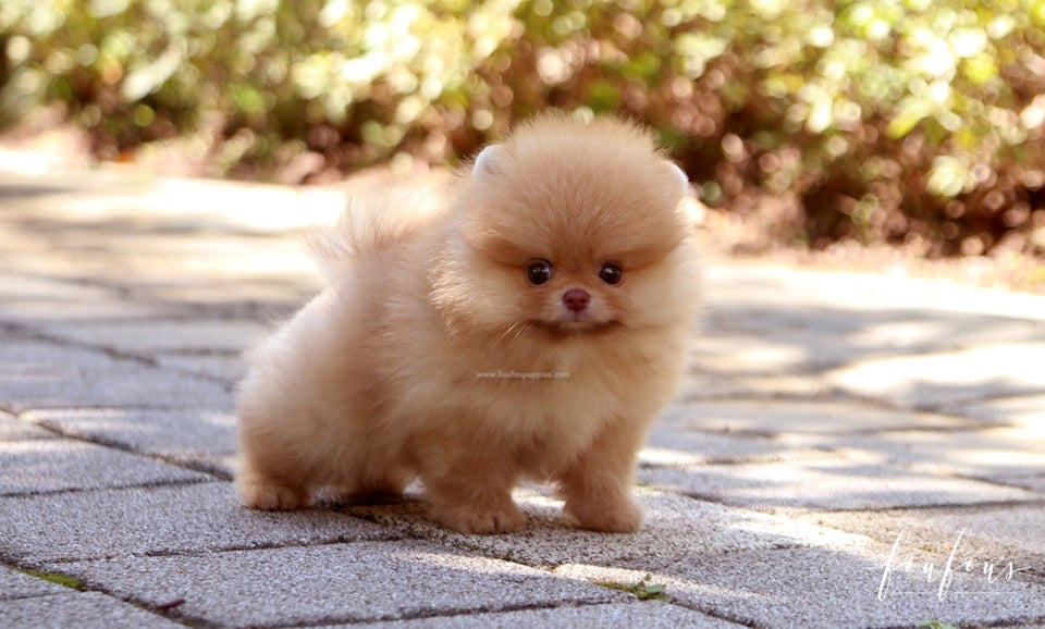 Bear - Pomeranian M.