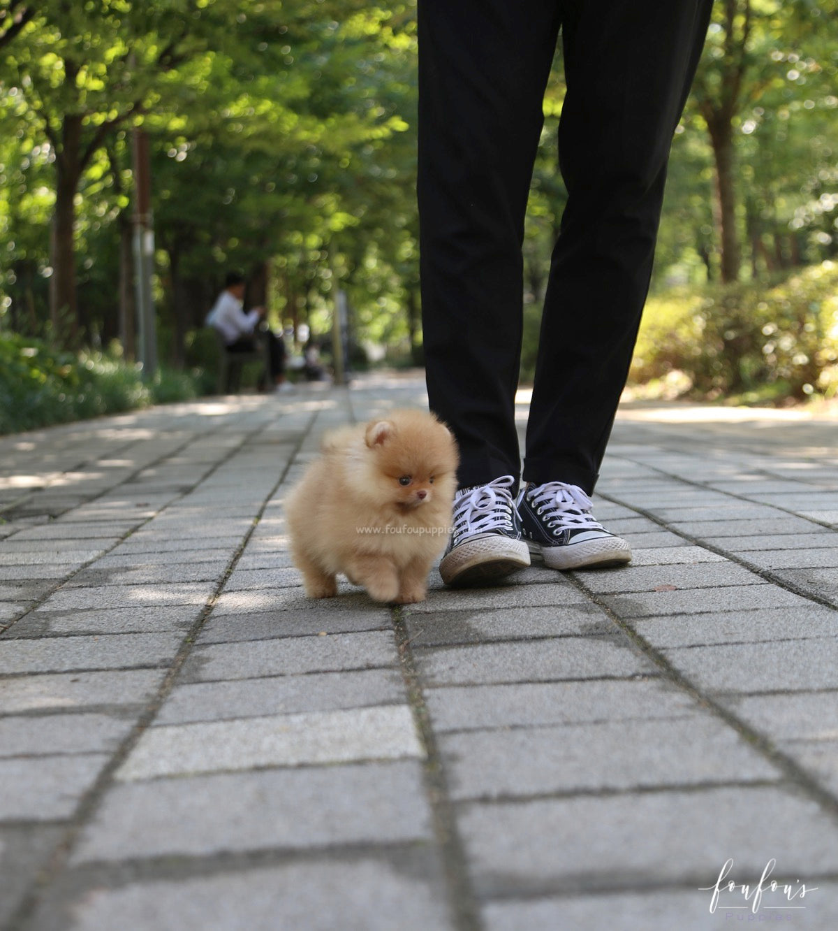 Bear - Pomeranian M.