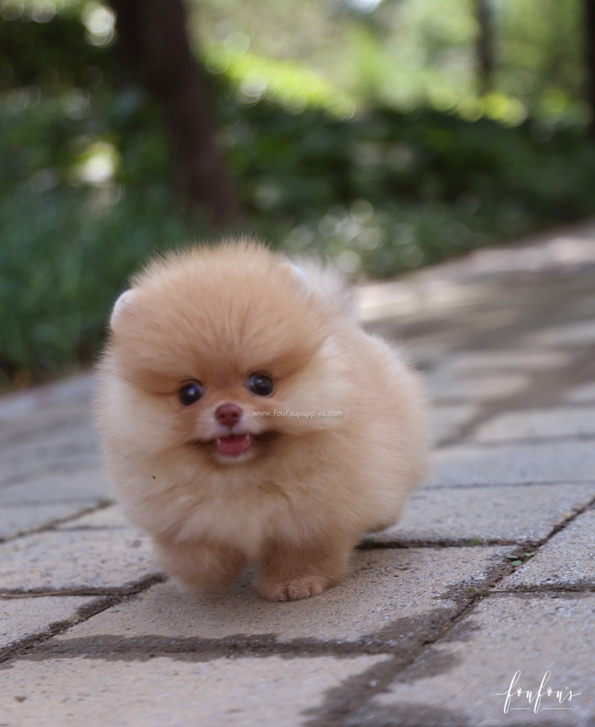 Bear - Pomeranian M.