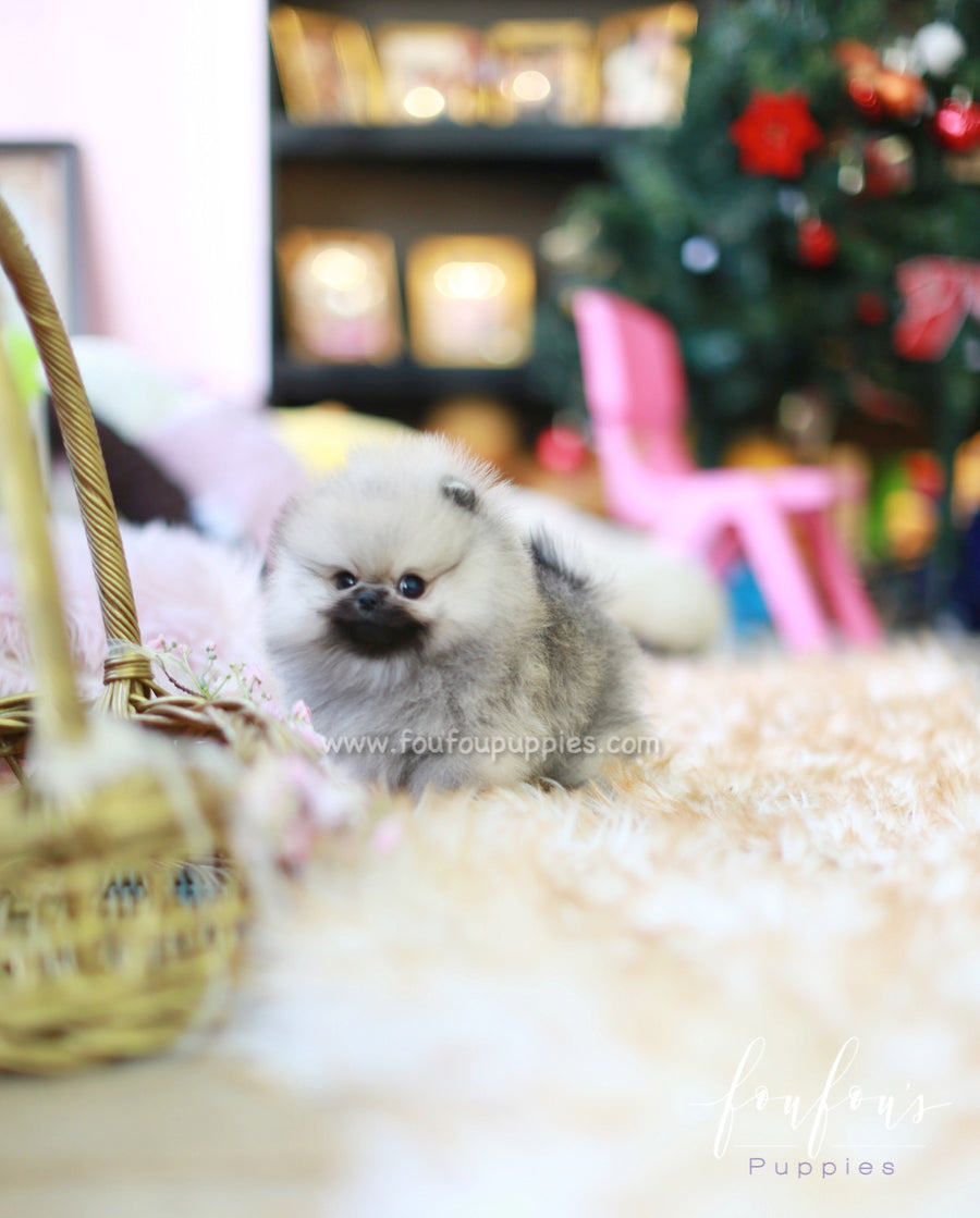 Samoa - Pomeranian F.