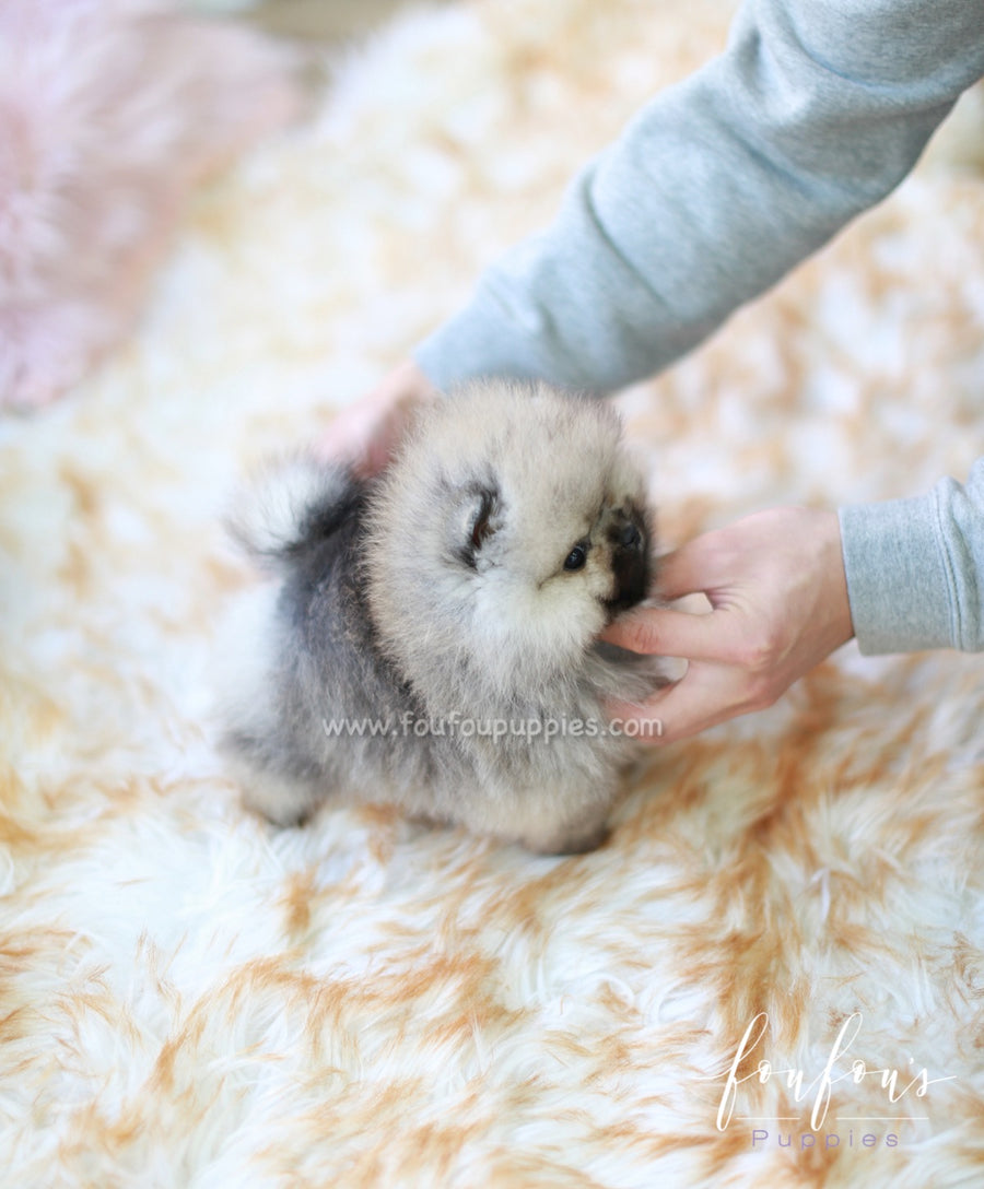 Samoa - Pomeranian F.