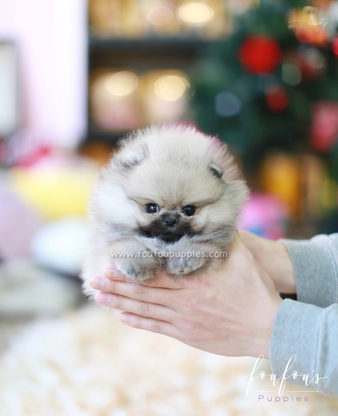 Samoa - Pomeranian F.