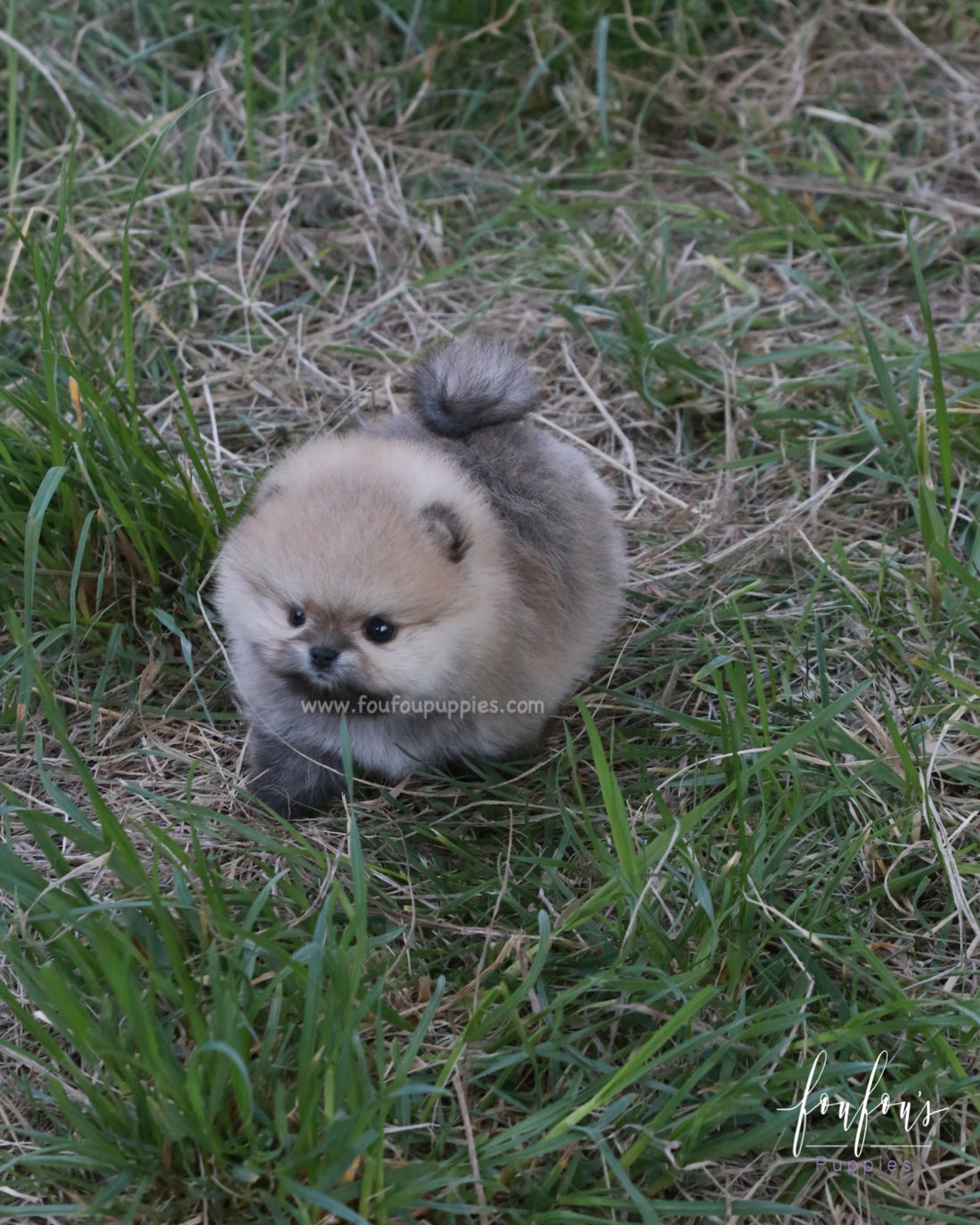 Orion - Pomeranian M.