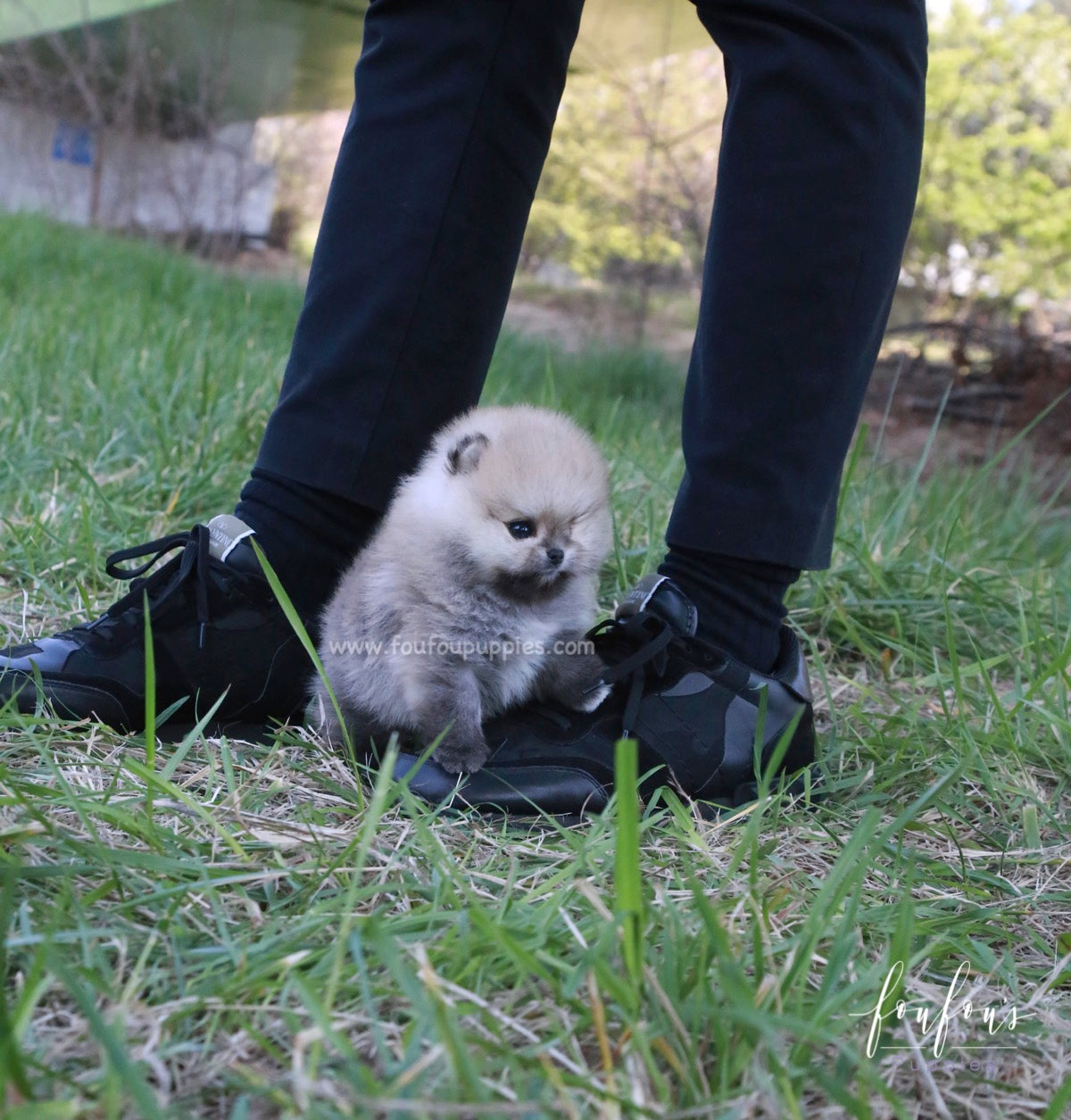 Orion - Pomeranian M.