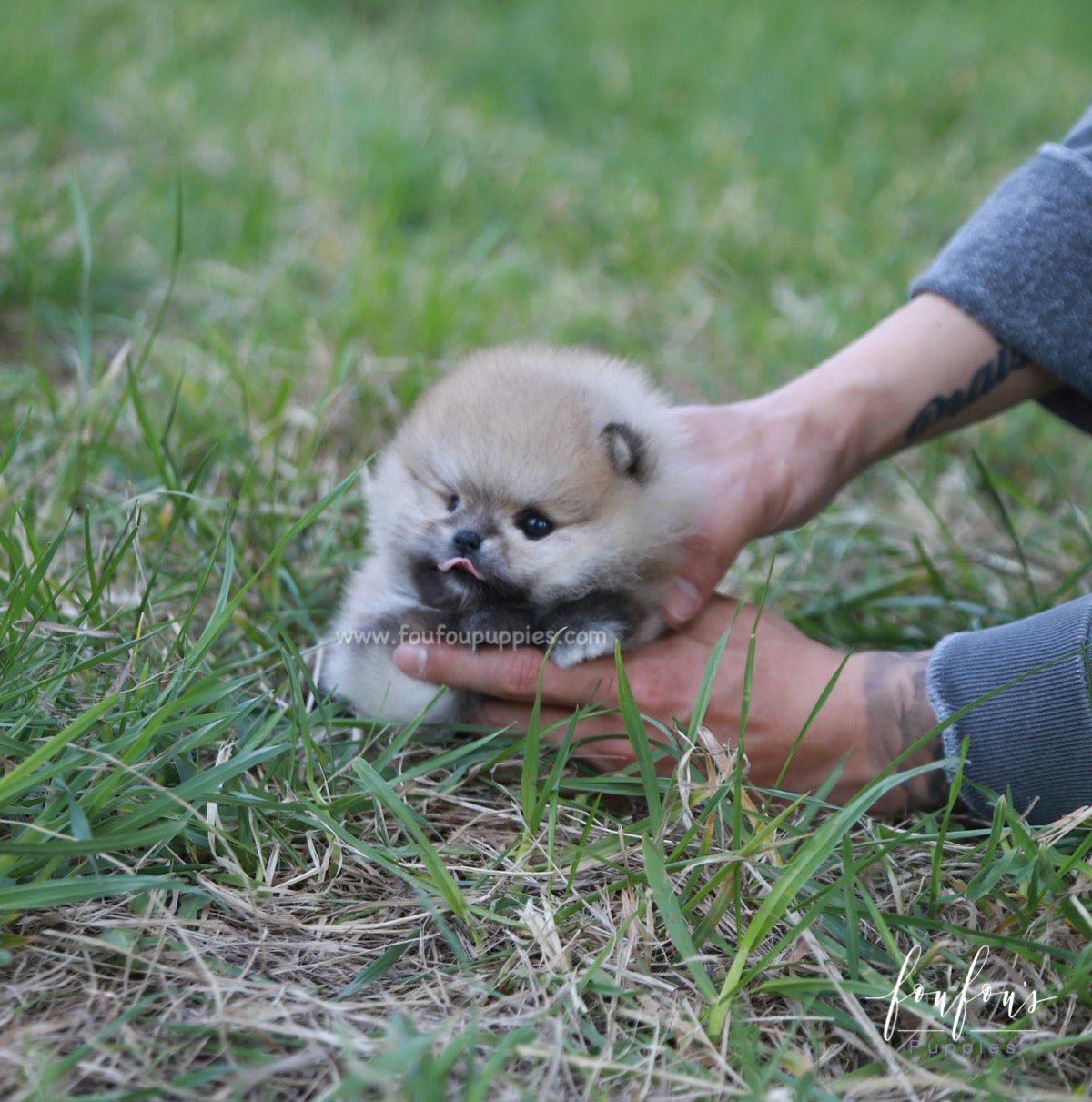 Orion - Pomeranian M.