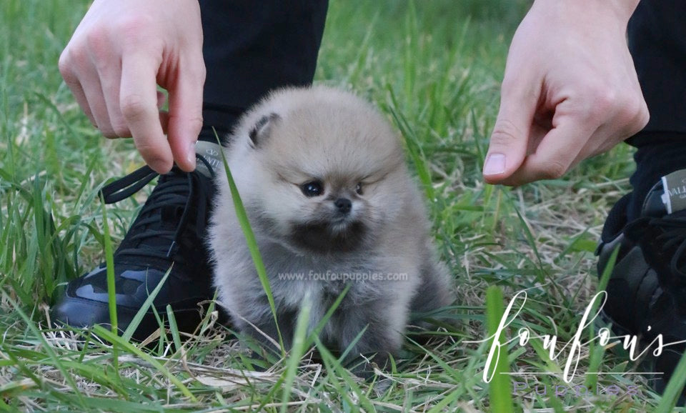 Orion - Pomeranian M.