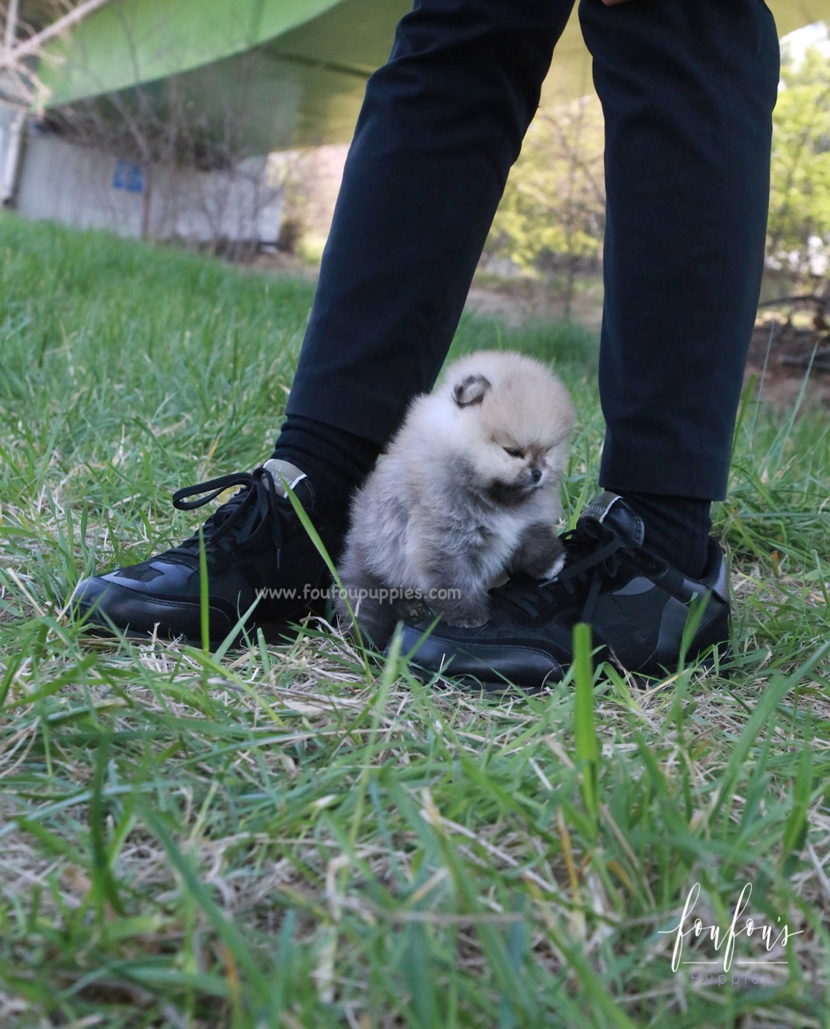 Orion - Pomeranian M.