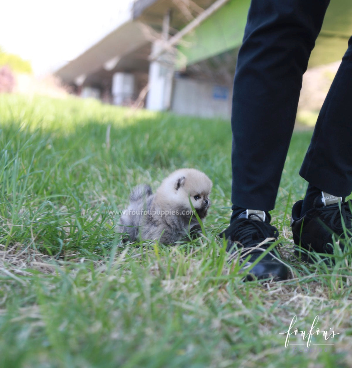 Orion - Pomeranian M.