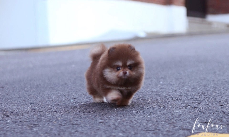 Godiva - Pomeranian F.