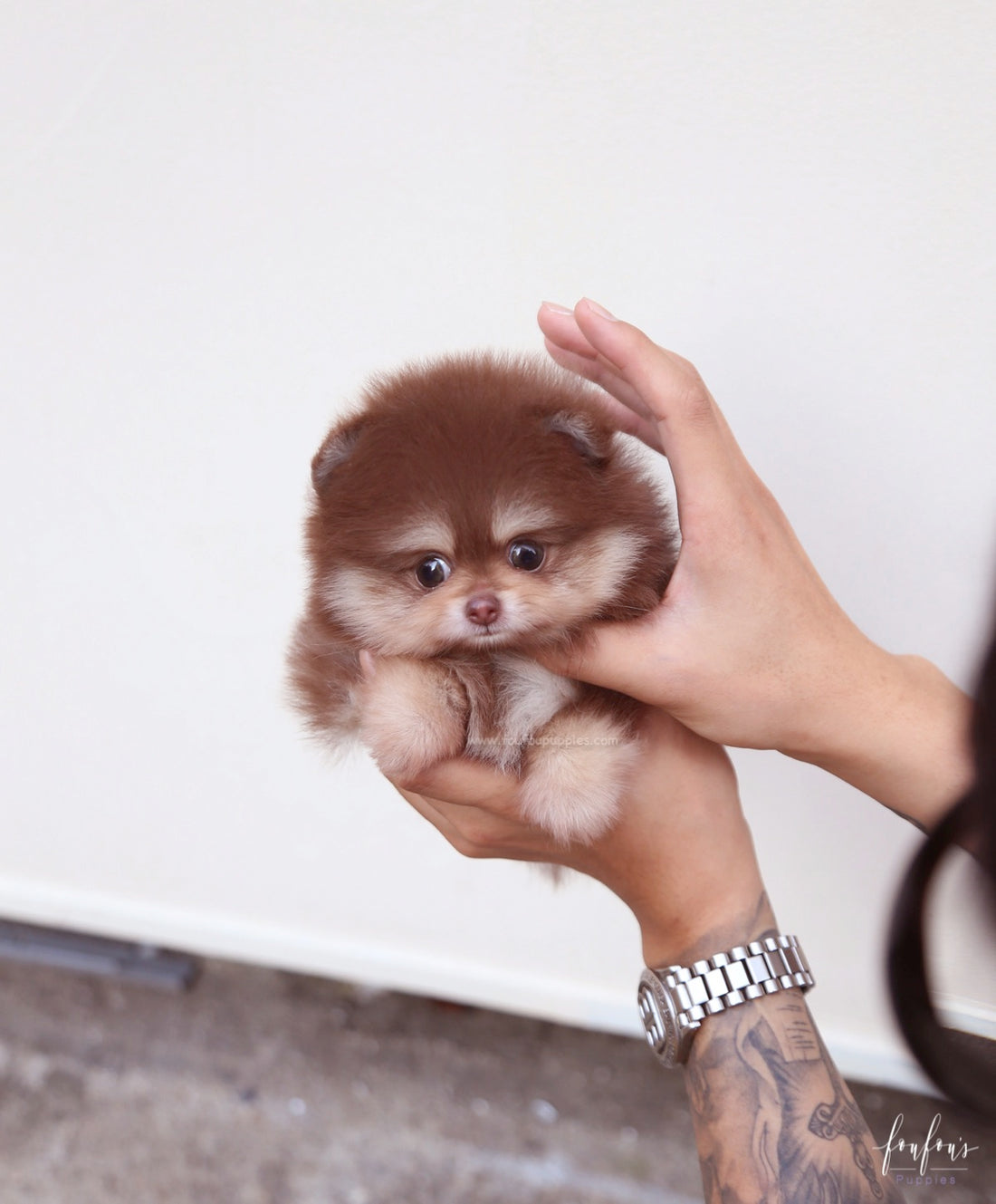 Godiva - Pomeranian F.