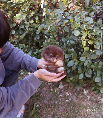 Dolce - Pomeranian F.